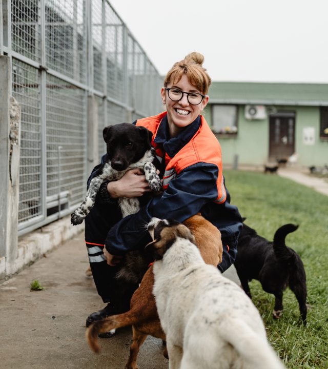 Young adult woman working and playing with dogs in animal shelter